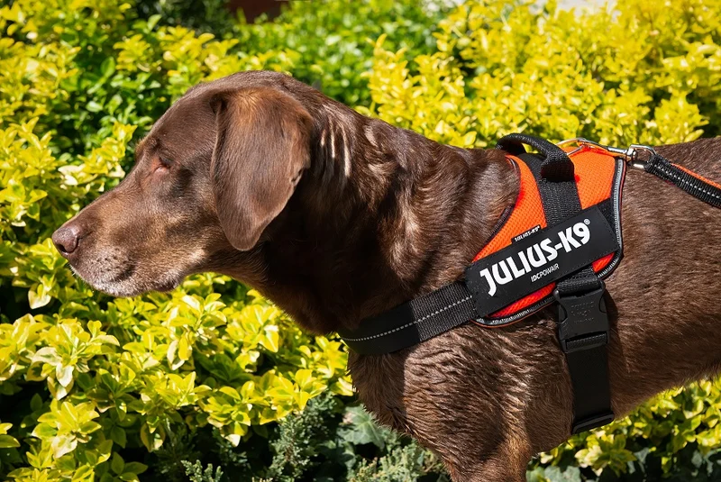 🧡Arnés JULIUS K9 IDC Naranja para Perros – Ergonómico y Reflectante