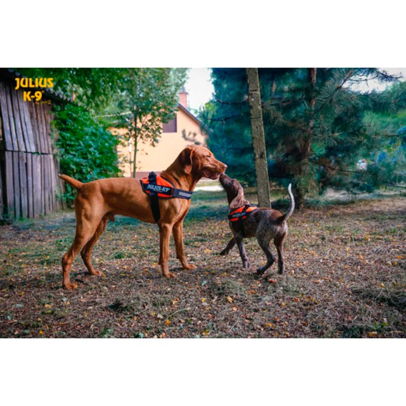 🧡Arnés JULIUS K9 IDC Naranja para Perros – Ergonómico y Reflectante