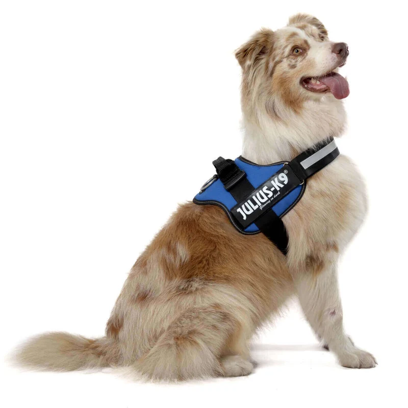 💙JULIUS K9 IDC Powerharness Azul | Arnés ergonómico y seguro para perro