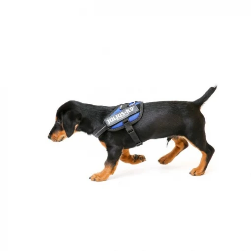 💙JULIUS K9 IDC Powerharness Azul | Arnés ergonómico y seguro para perro