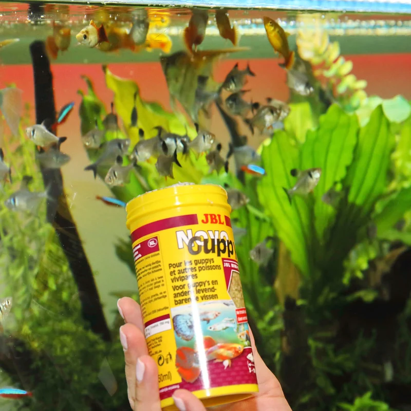 JBL Novo Guppy