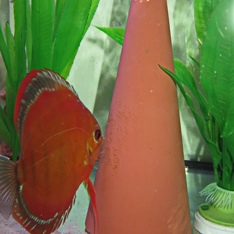 JBL Discon Cono para desove de peces disco | Cono para poner huevos de discus en acuario