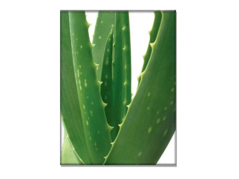 Champú Yorkshire Aloe Vera para Mascotas | BUBBLES - Cuidado Natural para Pelaje Largo