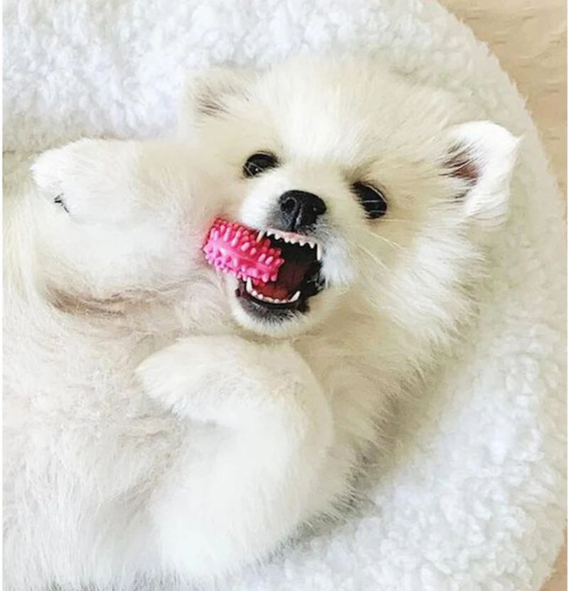 Nylabone Dental Chew xs