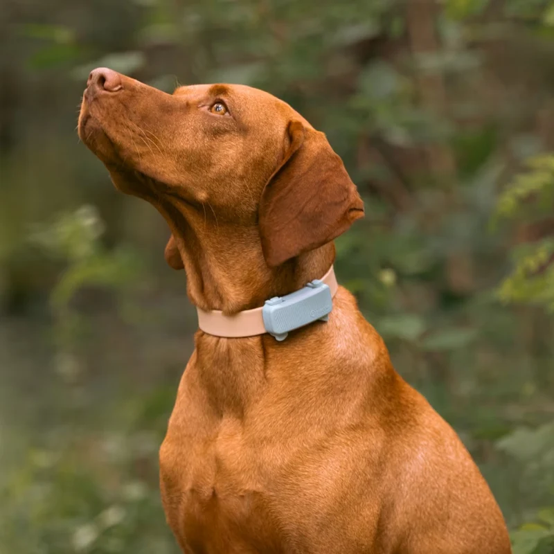 Tractive - GPS Dog 6 Mint