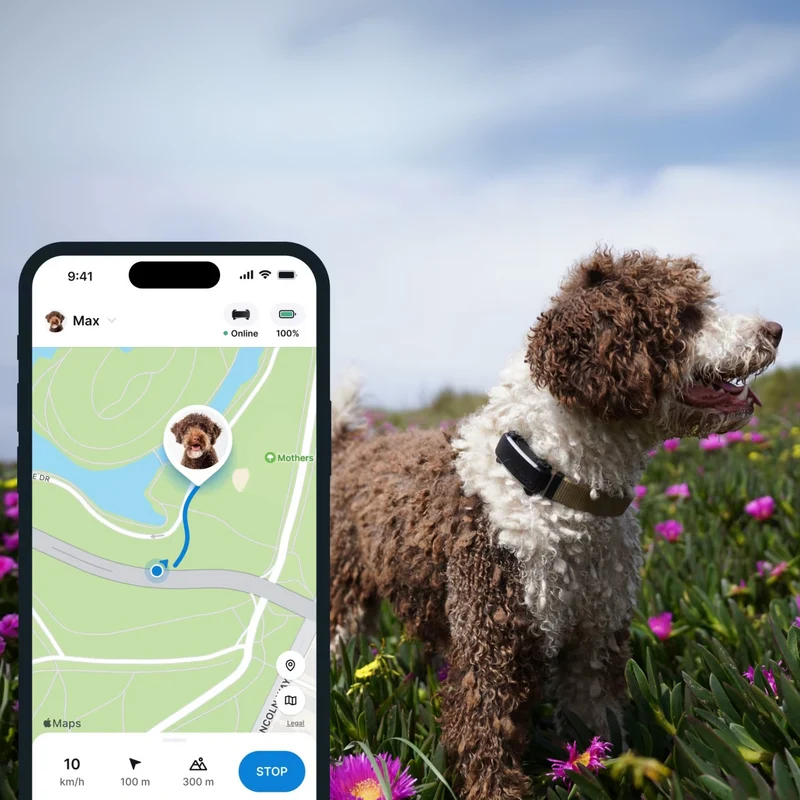 Tractive - GPS Dog 6 Black
