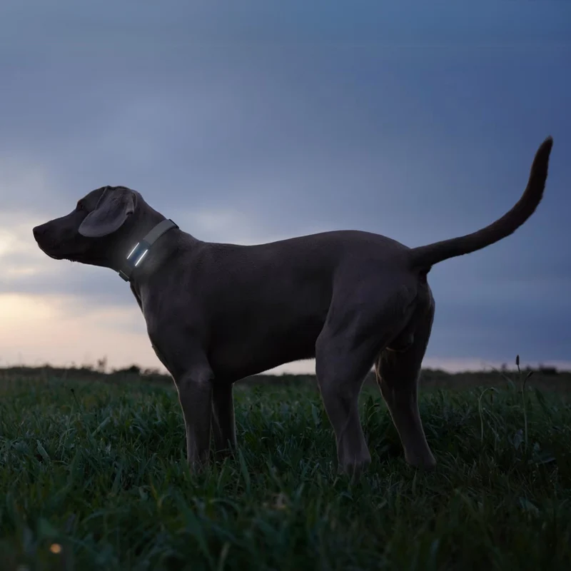Tractive - GPS Dog 6 Black