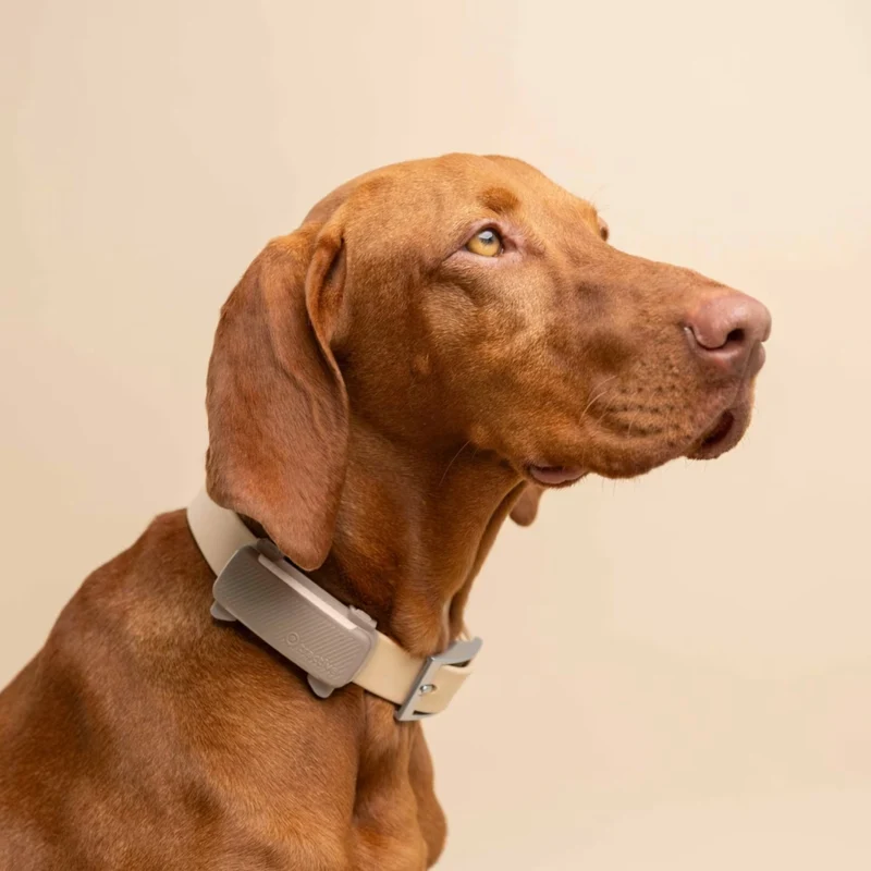Tractive - GPS Dog 6 Brown