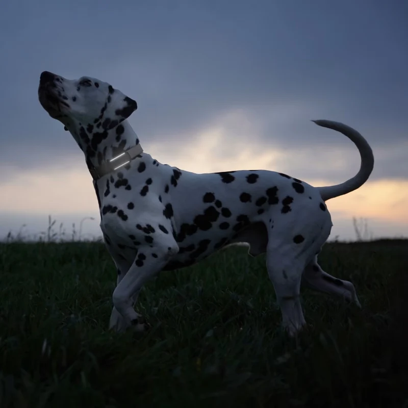 Tractive - GPS Dog 6 Brown