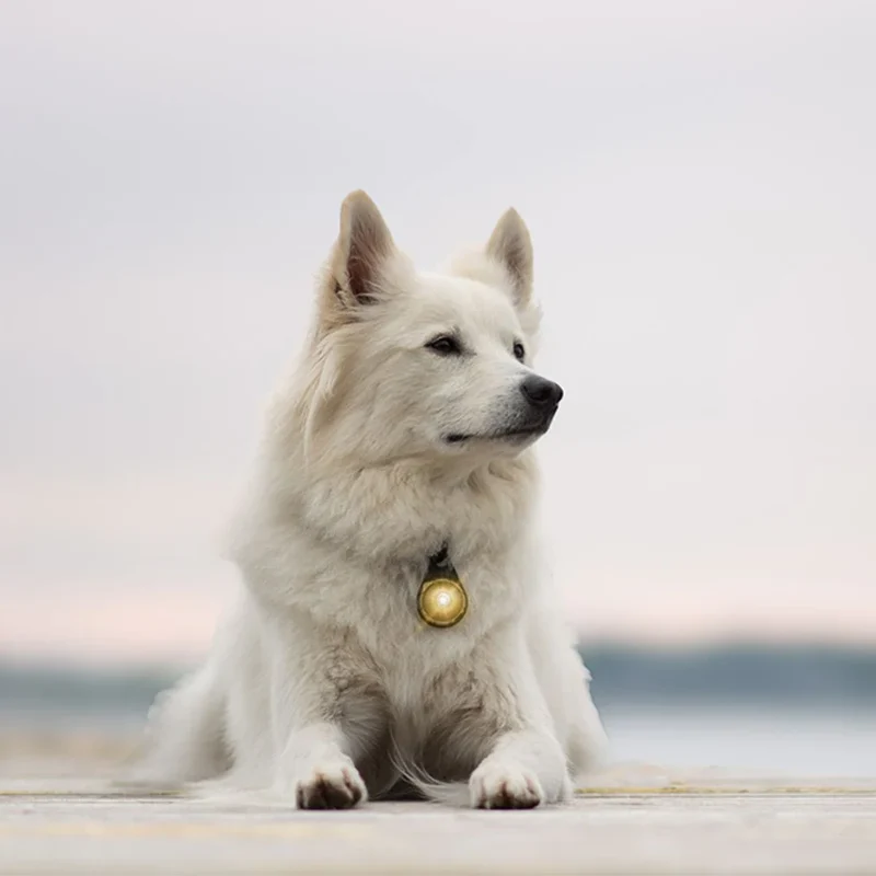 Orbiloc Dog Dual Safety Light - Gold