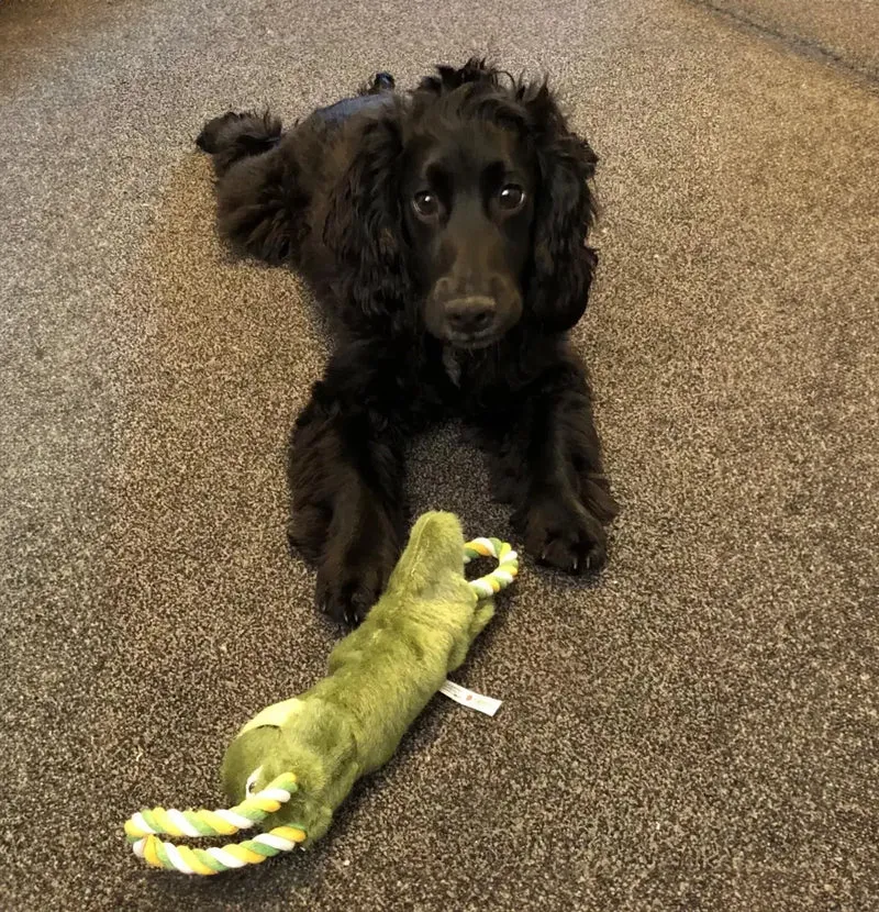 KONG Tugger Knots Frog