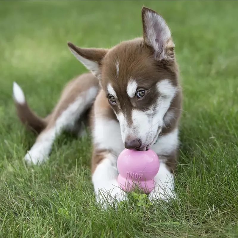 KONG Easy Treat