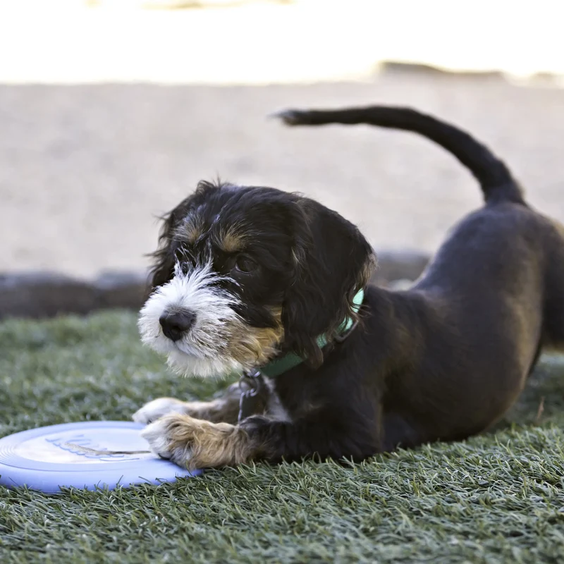 KONG Puppy Flyer S 17,5cm