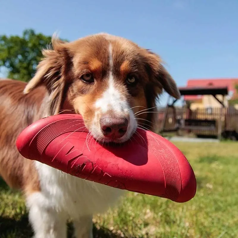 KONG Flyer - Frisbee