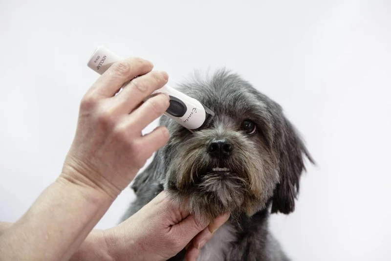 Artero máquina de peluquería canina para patas y caras Aesculap Exacta