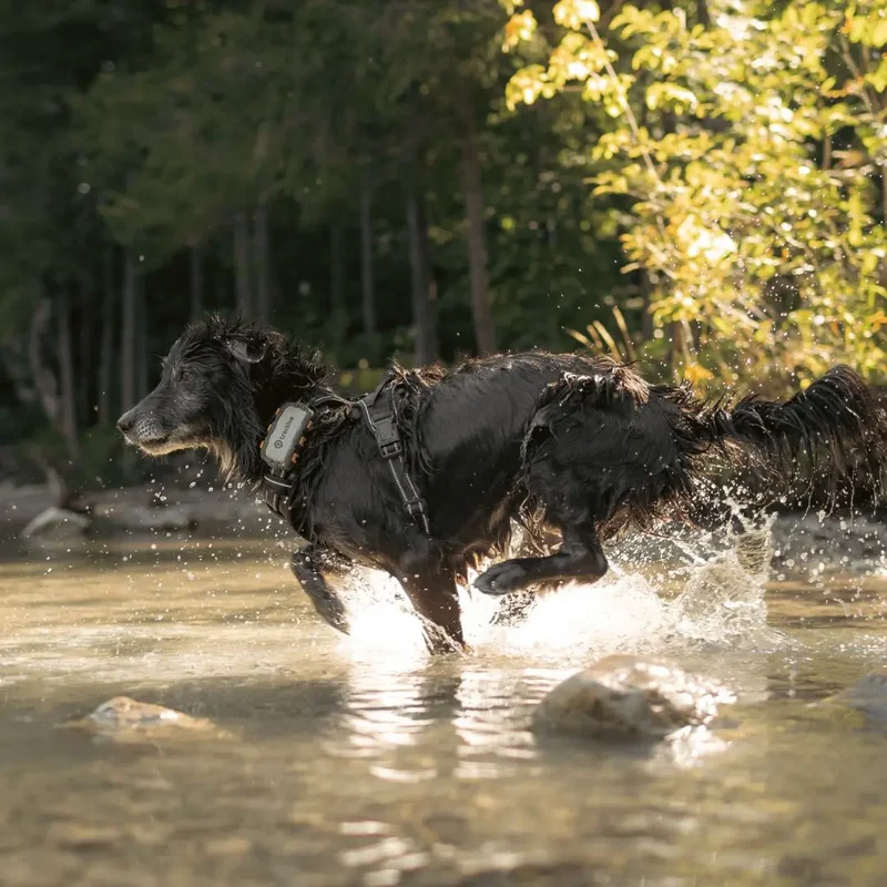 Tractive - GPS Dog Adventure XL
