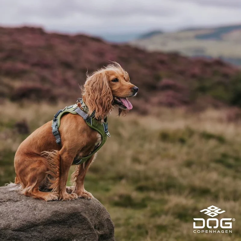 DogCopenhagen Arnés Comfort Walk Pro™ - V3 Verde