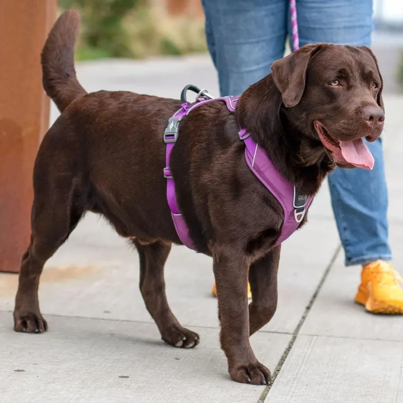DogCopenhagen Arnés Comfort Walk Pro™ - V3 Verde
