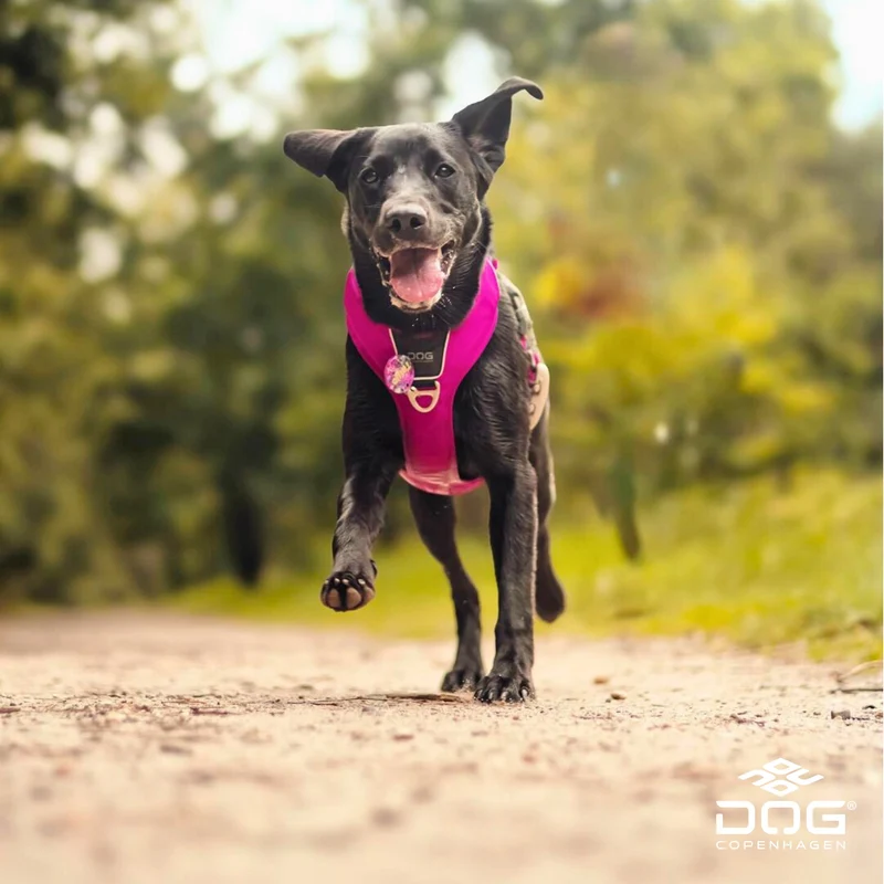 DogCopenhagen Arnés Comfort Walk Pro™ - V3 Rosa