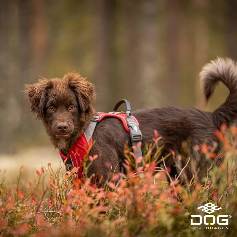 DogCopenhagen Arnés Comfort Walk Pro™ - V3 Rojo