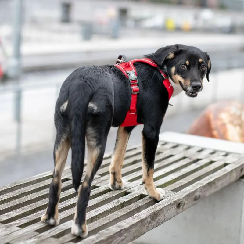 DogCopenhagen Arnés Comfort Walk Pro™ - V3 Rojo