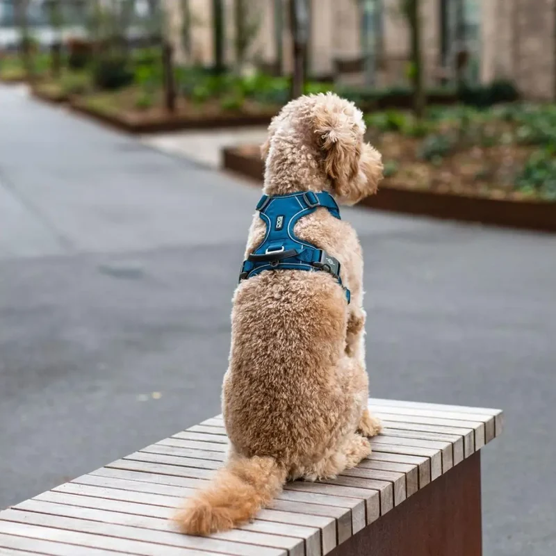 DogCopenhagen Arnés Comfort Walk Pro™ - V3 Rojo