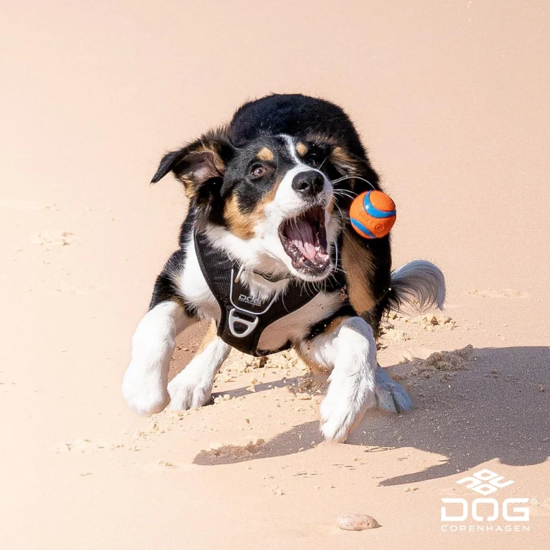 DogCopenhagen Arnés Comfort Walk Pro™ - V3 Negro