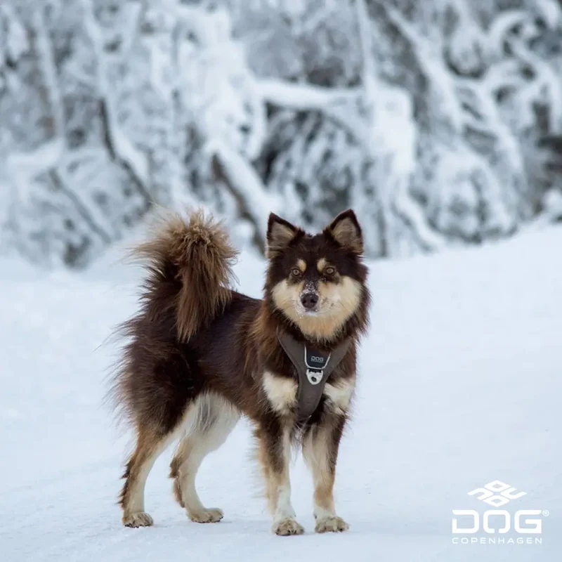 DogCopenhagen Arnés Comfort Walk Pro™ - V3 Moka