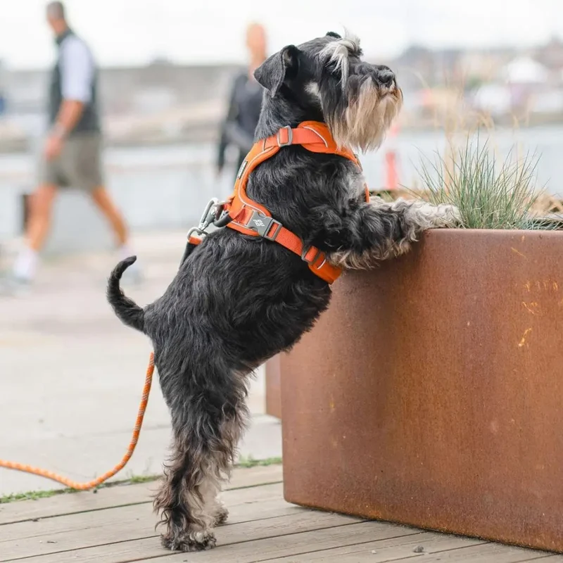 DogCopenhagen Arnés Comfort Walk Pro™ - V3 Moka