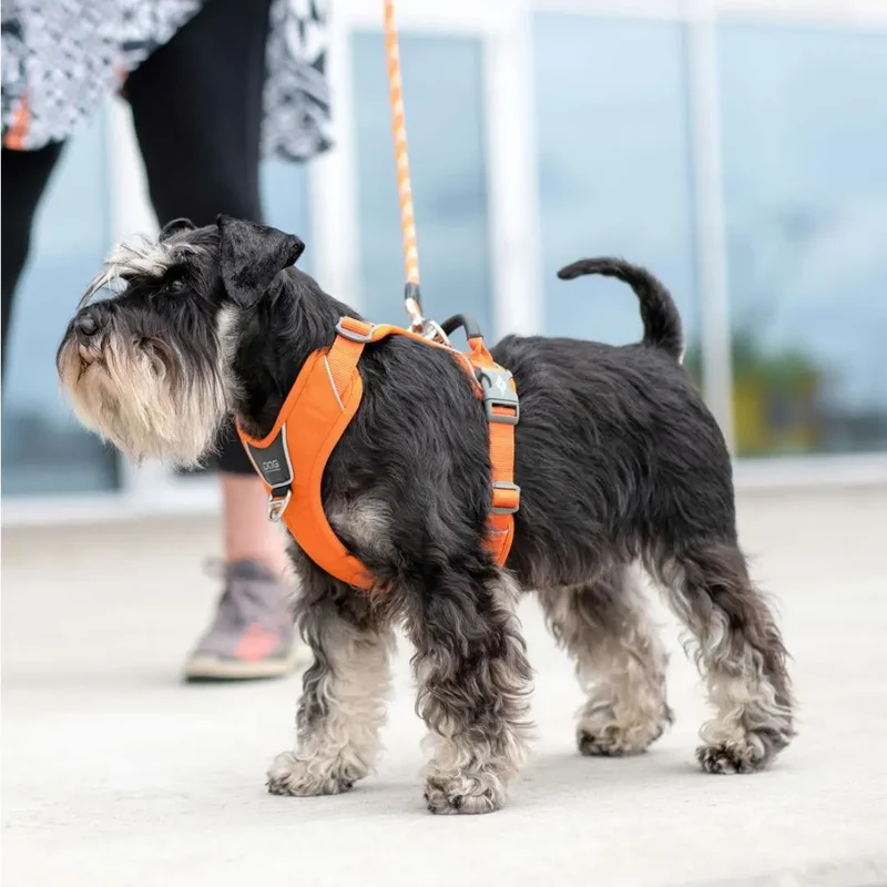 DogCopenhagen Arnés Comfort Walk Pro™ - V3 Azul