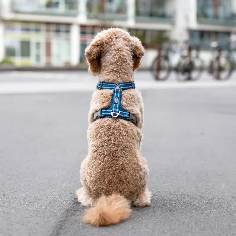 DogCopenhagen Arnés Walk Air™ V3 Azul