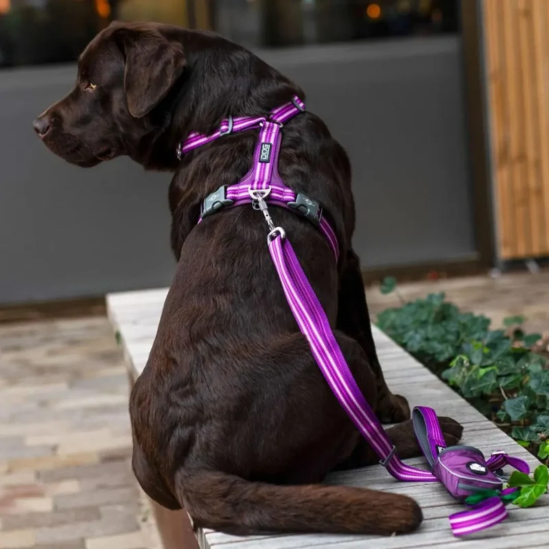 DogCopenhagen Arnés Walk Air™ V3 Azul