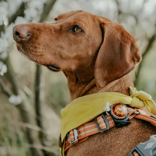 Orbiloc Dog Dual Safety Light - Amber (Orange)