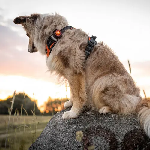 Orbiloc Dog Dual Safety Light - Amber (Orange)