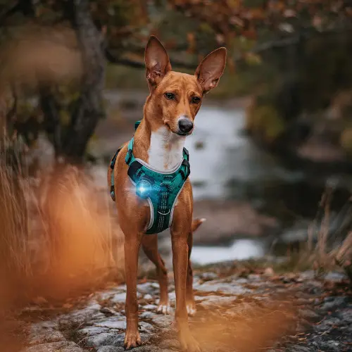 Orbiloc Dog Dual Safety Light - Turquoise