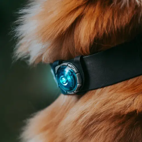 Orbiloc Dog Dual Safety Light - Turquoise