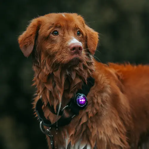 Orbiloc Dog Dual Safety Light - Purple