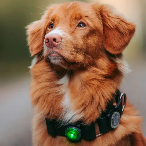 Orbiloc Dog Dual Safety Light - Green
