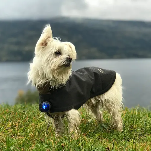 Orbiloc Dog Dual Safety Light - Blue