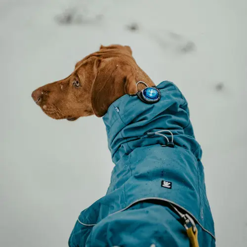 Orbiloc Dog Dual Safety Light - Blue