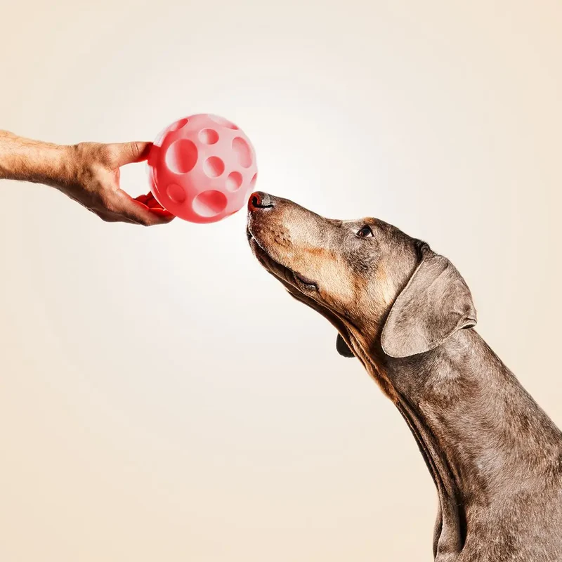 Snack Ball