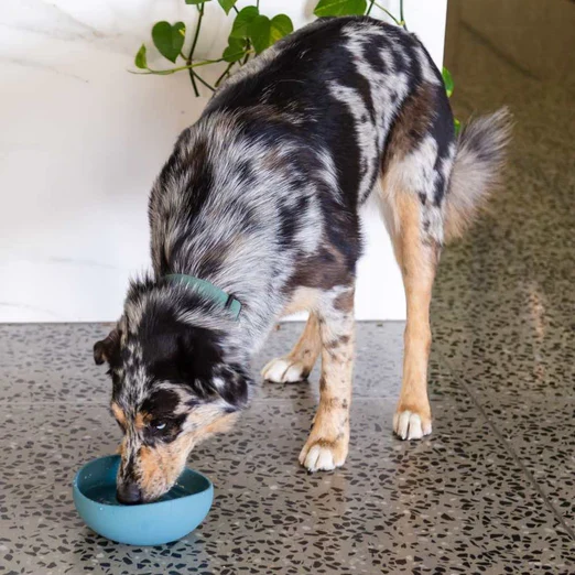 FuzzYard Life Bowl de Silicona "Myrtle Green"