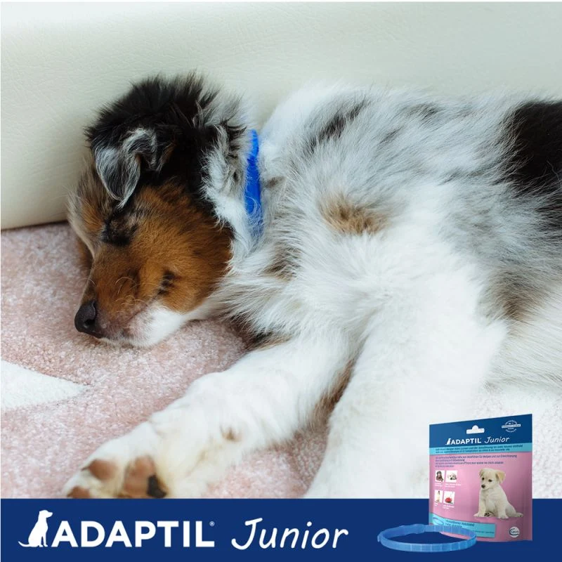 Adaptil Collar Junior