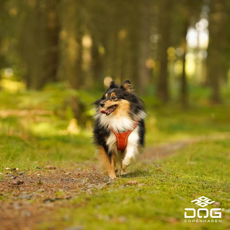 DogCopenhagen Arnés Comfort Walk GO Naranja