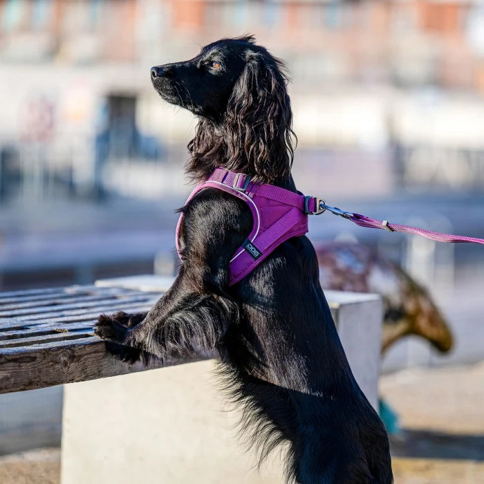 DogCopenhagen Arnés Comfort Walk GO Naranja