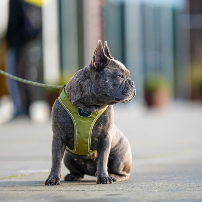 DogCopenhagen Arnés Comfort Walk GO Naranja
