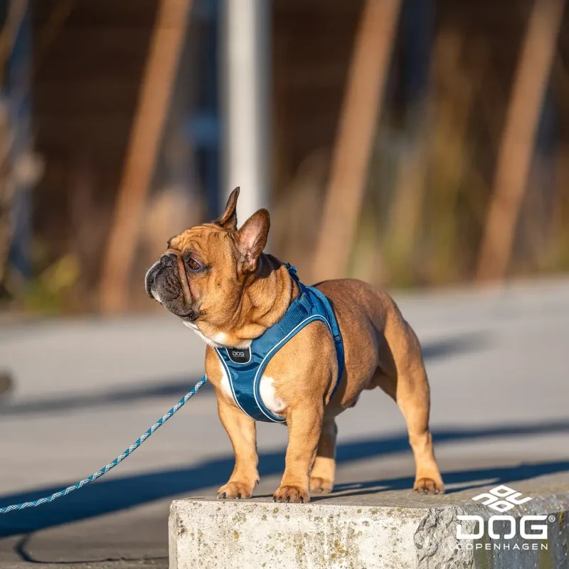 DogCopenhagen Arnés Comfort Walk GO Azul
