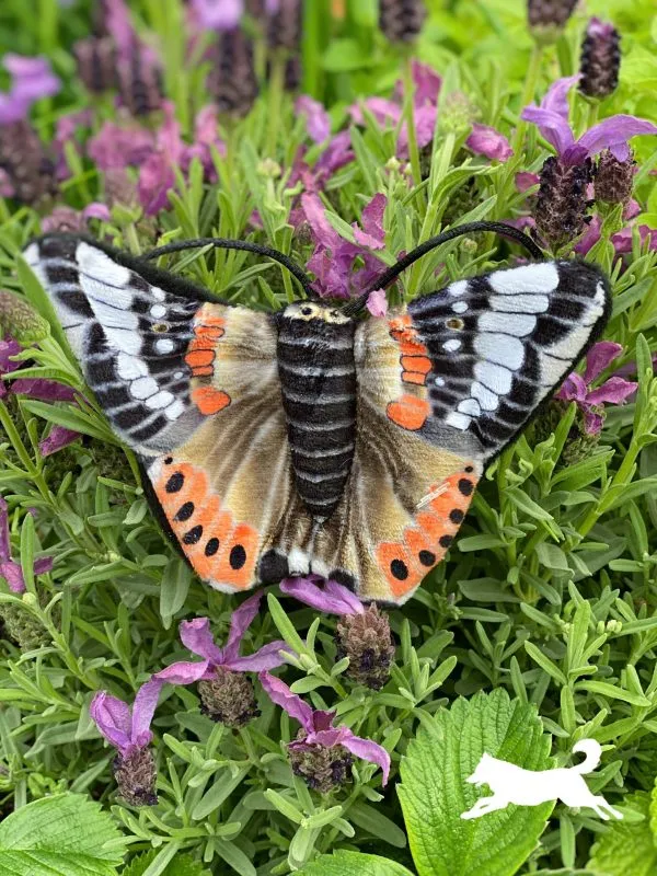 Wild Life Juguete para Gatos Mariposa Almirante con Catnip