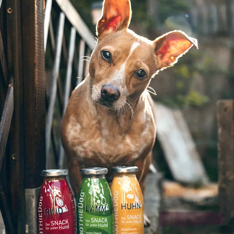Smoothie Dog Cordero