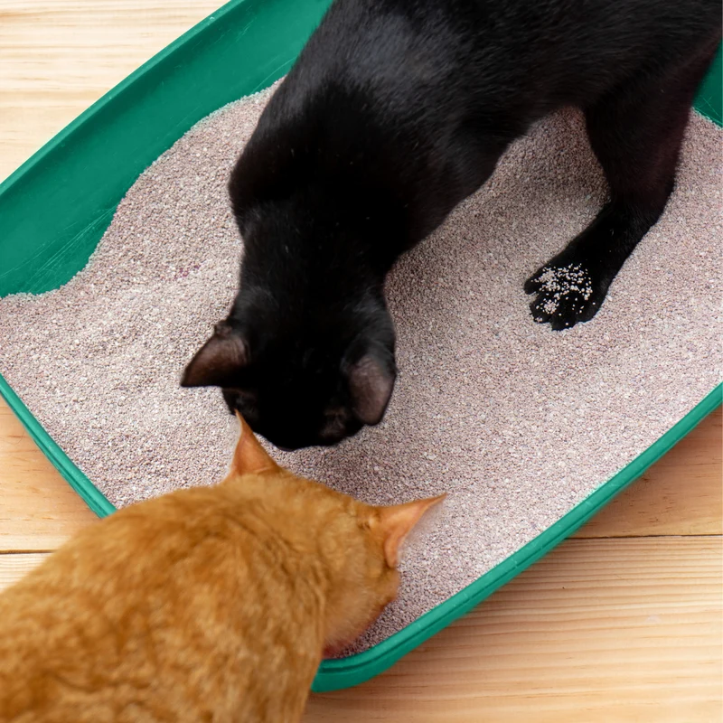 PetSana ClumpCat Jabon de Marsella 10l
